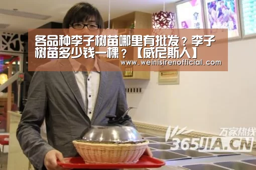 各品种李子树苗哪里有批发?李子树苗多少钱一棵?【威尼斯人】(图1) 威尼斯人娱乐场