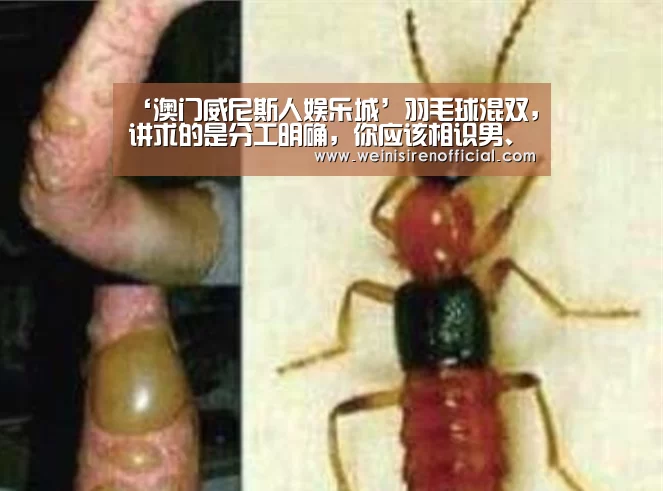 威尼斯人娱乐场